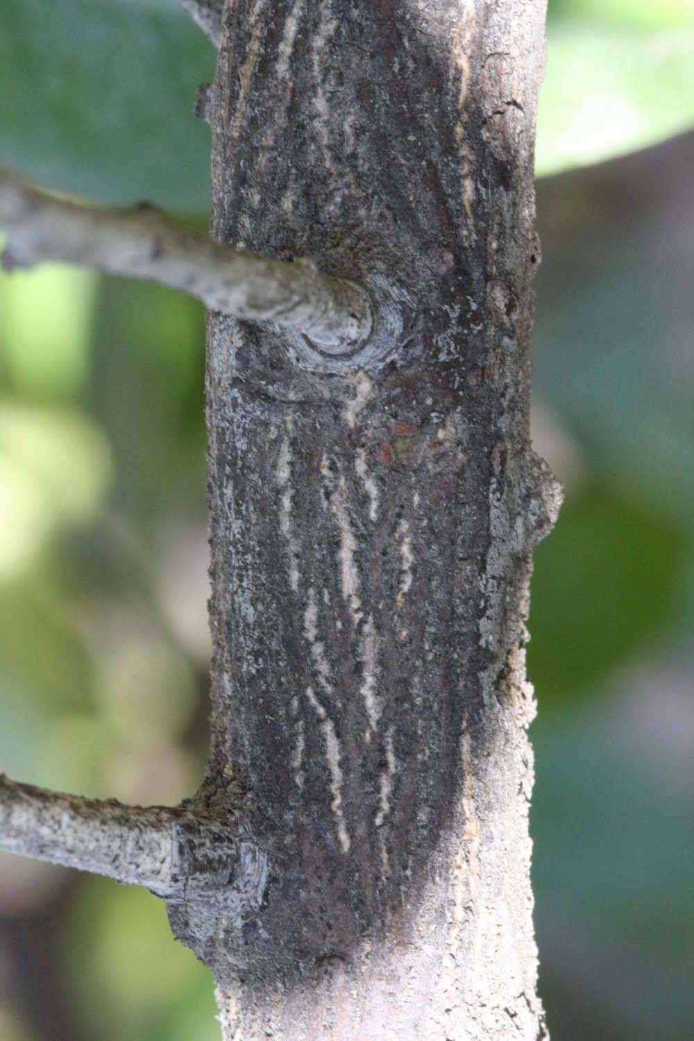              Second - third year twig (Riverside, CA)       